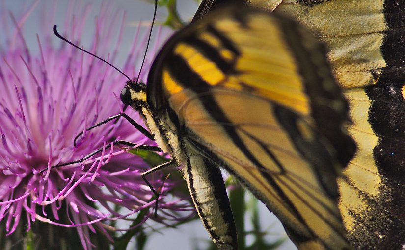 Butterfly at Hashawha