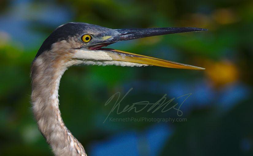 Blue Heron