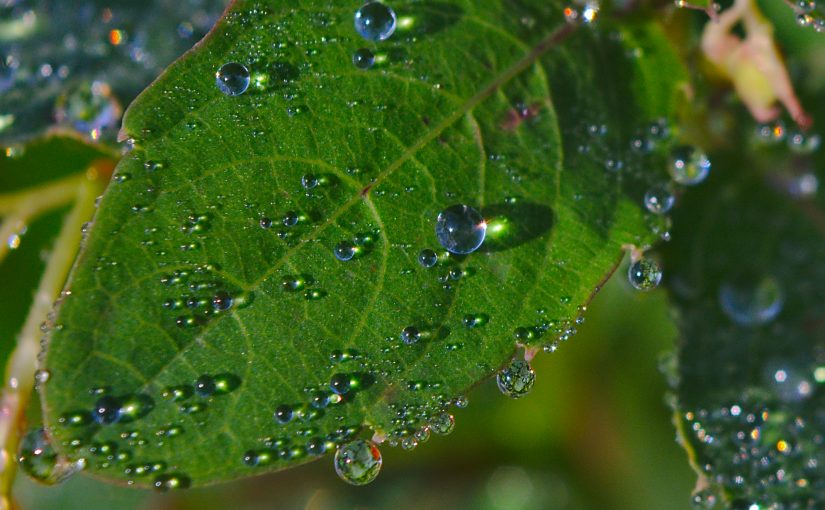 Early morning dewdrops