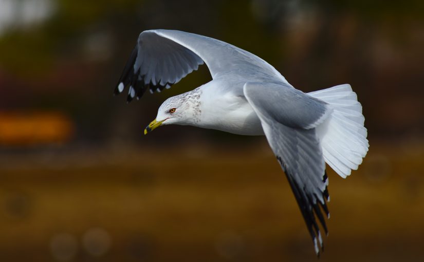 Seagull