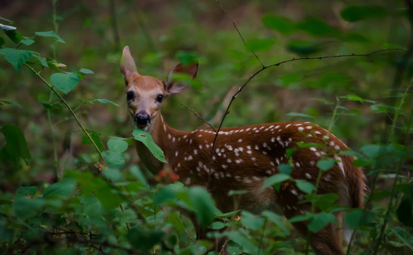 Fawn