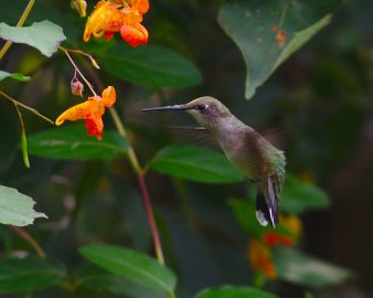 Hummingbird