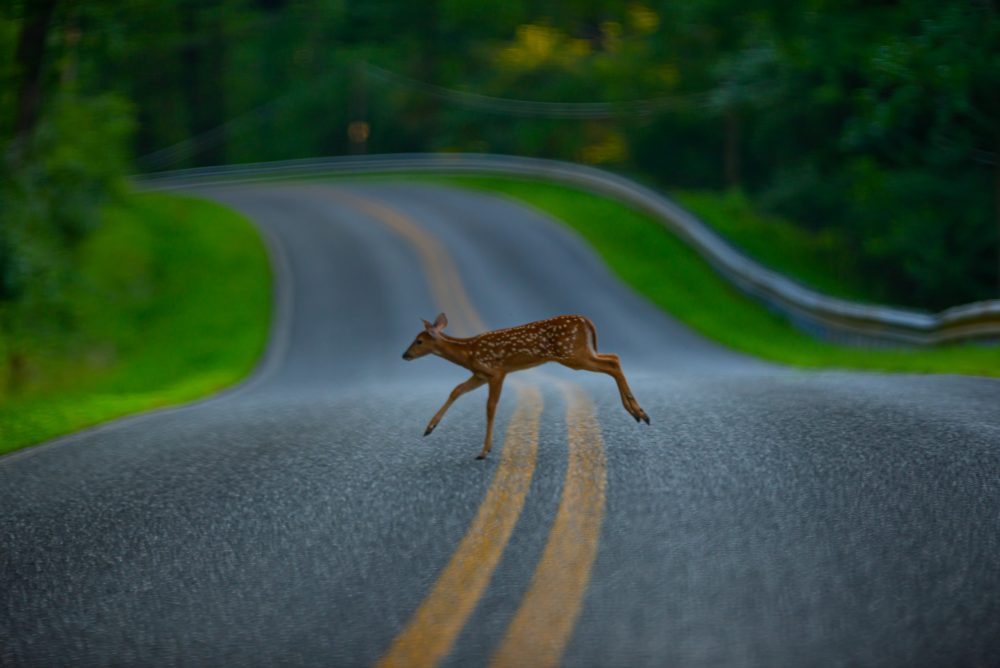 fawn crossing road