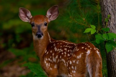 Fawn at Hashawha. Westminster, Maryland