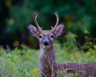 6 Point Buck