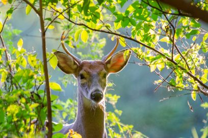 Buck. Audubon, PA