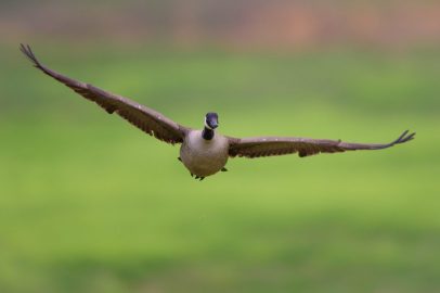 Westminster Goose