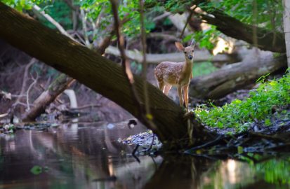 Fawn on the Perkiomen